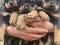 Orjinal yavru rottweiler