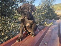 Cane Corso Yavrularımız