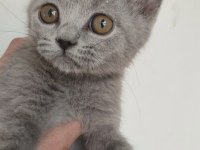 Safkan üretim british shorthair