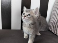 British shorthair blue golden ay11 erkek yavru