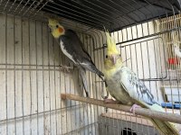 Grey Pied Sultan Papağanı Takım