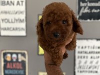 Toy Poodle Yavrularımız Rezerve Açık