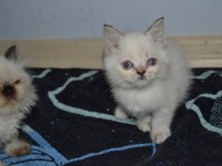 British shorthair yavru kedilerimiz