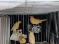 Kaliteli alman tepeli yavru kuşlar