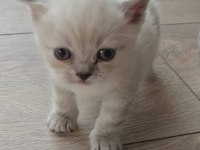 British Blue Point