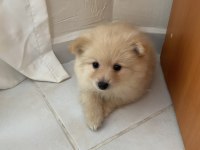 ERKEK POMERANİAN BEBEK