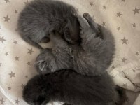 Masal Gibi 4 Scottish Fold Yavrumuz Yeni Yuvasını