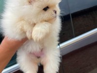 Show Kalite Pomeranian Boo