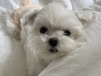 Kore maltipoo yavrularımız