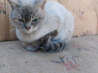 Blue point british shorthair