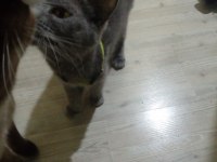 Kızımızı sahiplendiriyoruz british shorthair