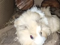Yavru ve Yetişkin Guinea pig mevcuttur