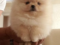 BAL GİBİ TEACUP AYICIK MİNİ BOY POMERANİAN