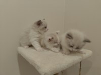 Blue Bicolor Ragdoll Yavrular - Henüz 1 aylık
