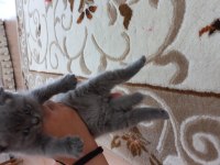 British shorthair yavru kedimiz