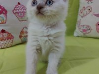 British shorthair bebeklerimi veriyorum