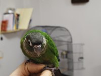 Evcil Oyuncu ve Ele Alışık El Besleme Konur Papağanı