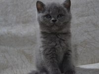 British shorthair yavrular