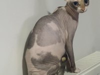 Hamile Sphynx (Sfenks)