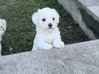 Safkan Maltese Terrier Yavrularımız Hazır