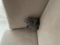 British Shorthair Dişi Yavru