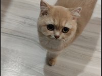 Kedimiz yeni yuvasını arıyor
