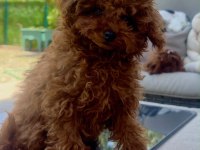 6 aylık 1200 gr tea cuo kore poodle yavrumuz