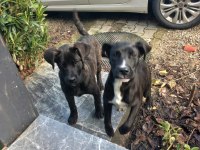 YALOVA CINARCIK TA ÜCRETSİZ YAVRU CANE CORSO ITALIANO