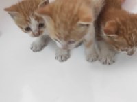 1 aylık minicik bebiş kediler tamamen ücretsiz