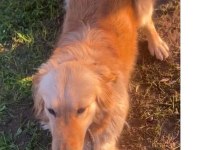 Altın kız golden retriever