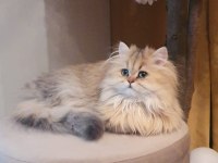 BLH ny11 güzellik yarışmasına hazır british longhair kızımız