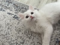 British longhair