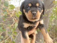 A kalite Rottweiler Yavrular