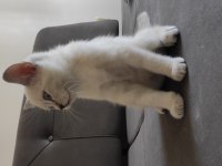 Evin neşesi British Shorthair