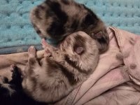Üst kalite şecereli pomeranian boo