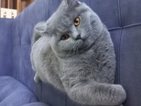 7 aylık british shorthair erkek