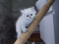 British Longhair 50 günlük
