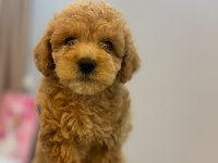 2 Aylık Maltipoo Yavrularımız