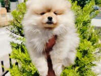 Pomeranian yavruları