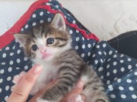 3 Haftalık tekir kedisi