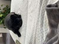 Çok sevdiğimiz pug kızımızı üzülerek sahiplendiriyoruz