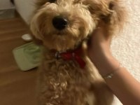 1 yaşında toy poodle erkek