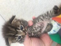 Scottish fold kırık kulak