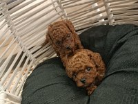 Toy poodle sıfır boy