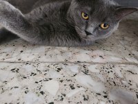 Evde beslediğimiz kendi kedimizin yavruları dişi ve erkek