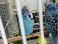 yavru Jumbo muhabbet kuşu her renk var maşallah