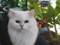 British longhair kedisi
