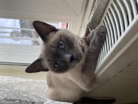 2 scottish fold ve 1 blue point