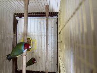 Takım Gökkuşağı İspinozları