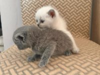 YAVRU KEDİLERİMİZ SAHİPLENDİRİLECEKTİR